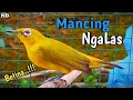 Download Lagu Hitungan Menit Jantan Langsung Ngalas !! Pleci Betina Memanggil Jantan
