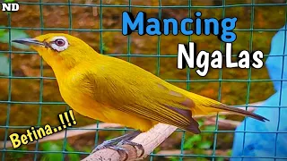 Download Hitungan Menit Jantan Langsung Ngalas !! Pleci Betina Memanggil Jantan MP3