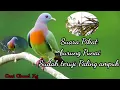 Download Lagu Suara Pikat burung Punai || Sudah TerUji,Di jamin Ampuh MP3
