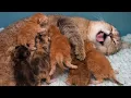 Everything Was Normal Until the Tired Mom Cat Just Collapsed
