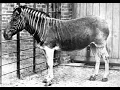 Download Lagu Tiere, die es einmal gab - Das Quagga-Zebra (1878 ausgestorben) MP3