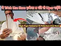 Download Lagu High Flyer Pigeon Ki Pehechan Kaise Kare | Aniruddha Alone