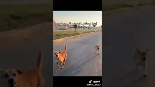 عايم في بني البيت ومشغل السخان دخلت أوضة النوم ملقتش جل كمان  اكسبلور  ترند دندنها