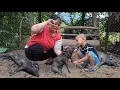 Download Lagu A single mom's clever way of dealing with a pig disease outbreak on her farm _ Love for animals