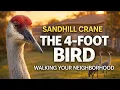 Sandhill Crane The 4-Foot Tall Bird Walking Through Florida Neighborhoods