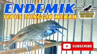Download Burung endemik TEPUS TUNGGIR MERAH yang sangat bagus untuk di pelihara #tepustunggirmerah MP3