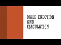 Male Erection and Ejaculation Anatomy Physiology