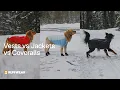 Ruffwear Apparel Vests vs Jackets vs Coveralls