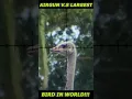 Download Lagu Menjatuhkan Burung Terbesar di Dunia dengan Senapan Angin
