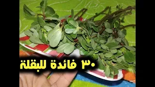 ماهى البقلة وماهى فوائد البقلة الصحية 30 فائدة لتناول الرجلة 