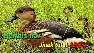 belibis kembangnya nurut dan pada jinak bayhaqipetualang6664