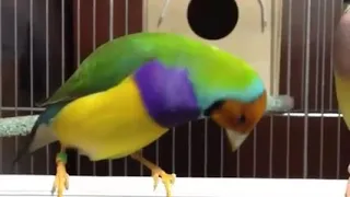 فنش كولدين يحفز الانثى 