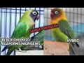 Lagu Mirip tapi Tidak Sama - LOVEBIRD-NIGRIGENIS-HYBRID