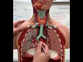 Torso Model Respiratory Structures