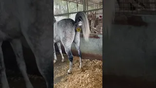 الخيل تنظف نفسها فهل يتمكن الأنسان من تنظيف نفسه 