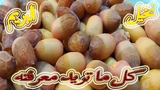 اهم النصائح عن نخيل البريم كل ما تريد معرفته دندنها