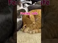 Download Lagu Pile of happy cats 😻😻 #cat #love #furballfarmcatsanctuary #straycats #spayandneuter