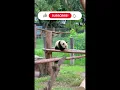 Download Lagu Hilarious Panda Fails You Can’t Stop Watching! 🐼😂 #shorts