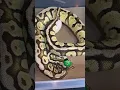 This was an angry mama