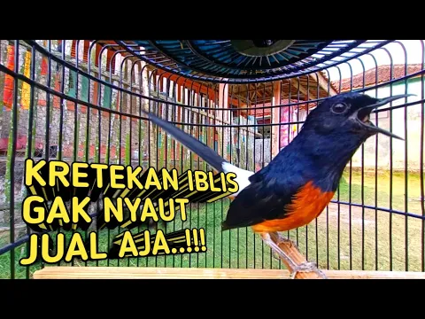 Download MP3 SIULAN \u0026 KRETEKAN KERAS Murai Batu Dijamin 100% Ampuh Memancing Emosi !!