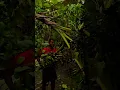 Download Lagu Panen buah pisang di kebun dengan hasil yang sangat memuaskan #shorts
