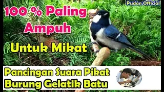 suara pikat mp3 burung gelatik batu suara jernih dijamin ampuh terpopuler