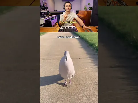 Dove made a hit song? 🕊️