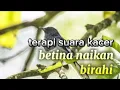 Download Lagu suara Kacer betina memanggil jantan