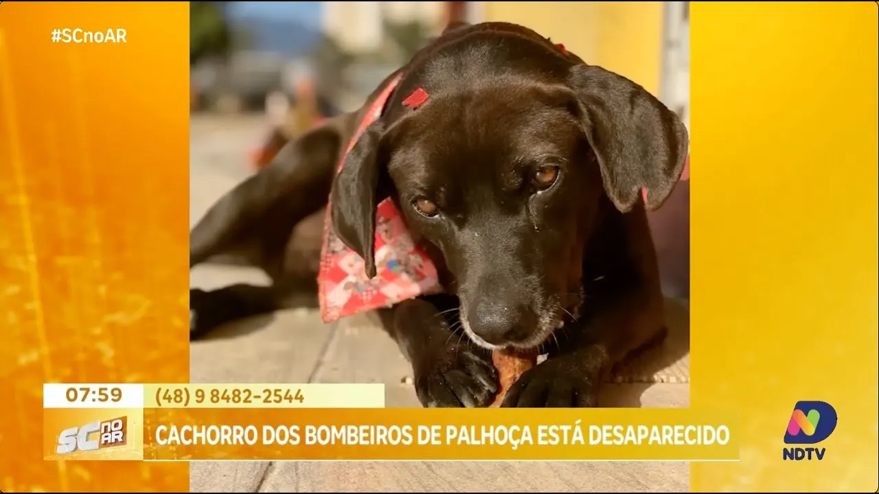 Cão mascote do Corpo de Bombeiros de Palhoça está desaparecido há quatro dias