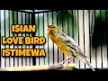 Download Lagu Kenari isian love bird. suara jernih. cocok untuk masteran kenari bahan/paud