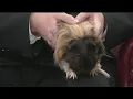 Friday Pets Meet Fabio