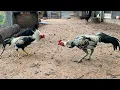 Download Lagu My farm update rooster Puma