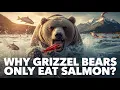WHY GRIZZLY BEARS ONLY EAT SALMON THE SURPRISING TRUTH