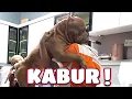 Lagu KABUR !  Anjing Pibull  Muka Sangar  Tapi Takut Disuntik !  |