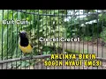 Lagu Cuit Cuit Pancingan Sogon Memanggil Lawan ini Ampuh bikin Nyaut Semua SOGON❗Langsung NEMBAK !
