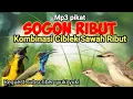 Download Lagu MP3 PIKAT SOGON RIBUT KOMBINASI CIBLEK SAWAH BETINA RIBUT