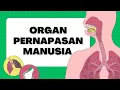 Download Lagu Organ Pernapasan Manusia