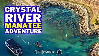 The Manatee Super Highway 3 Big Things to Know