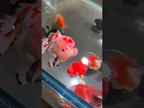 جولدفيش رانتشو (Ranchu Goldfish)