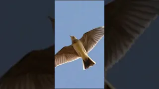 Skylark Sound صوت المطوق 