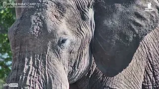 Wait… Is This Elephant Falling Asleep?| Porini Rhino Camp Live Cam