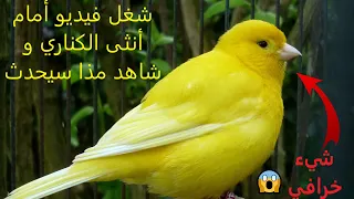 أقوى و أفضل تغريد كناري لتحفيز و تهييج أنثى للتزاوج و بناء العش 