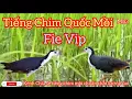 Download Lagu Tiếng Quốc Kêu, Tiếng Chim Quốc Mồi ,Chuẩn Mb3 O Tạp Âm.