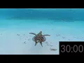 30 minute Calm Sea Turtle Swimming Countdown Timer with Soft Background Music