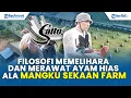Download Lagu Menengok Farm Ayam Mangku Sekaan Bangli, Salto Jadi Pakan Utama, Kualitas Tangguh Diburu Kolektor
