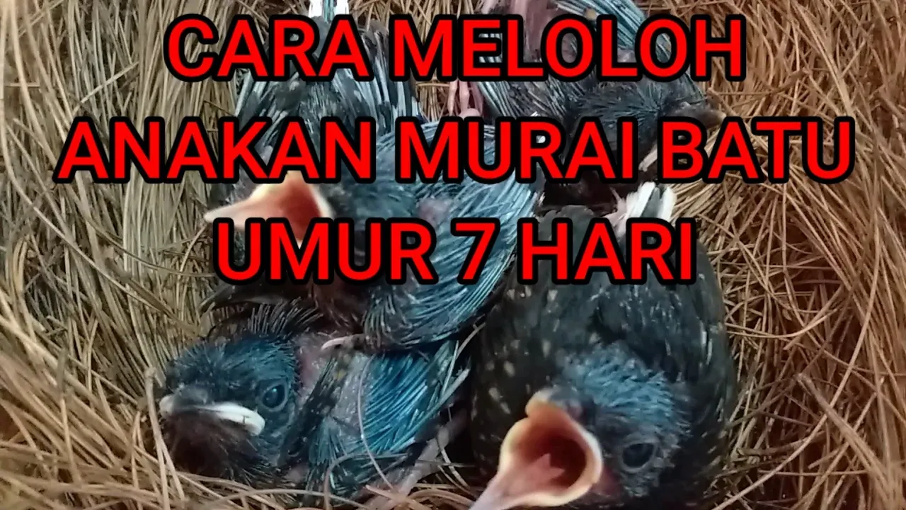 CARA PERAWATAN MURAI BATU TROTOL AGAR CEPAT GACOR