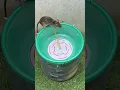 Download Lagu #mousetrap#ide perangkap tikus/perangkap kreatif terbaik