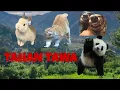 Grappig dierengedrag dat je aan het lachen maakt en schattig is