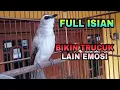 Download Lagu Trucuk full Isian Bikin Trucuk lain Jadi Terpancing Emosi Jadi Gacor
