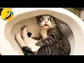 Download Lagu You Laugh You Lose 😅 Best Funny Cats and Dogs Videos 😹🐶